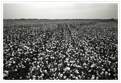 Cotton Field, MS  ©